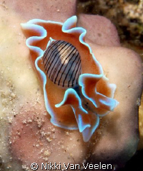 Bulbous hydatina taken at Marsa bareika with E300 and 105... by Nikki Van Veelen 